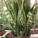 How to Grow and Care for Peace Lilies Indoors