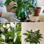 How to Make a Snake Plant to Bloom (Highly Fragrant & Rare)