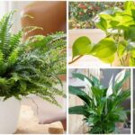 Best 25 Houseplants You Can Propagate In Water Vases