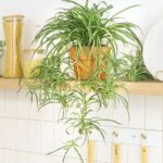 Best 25 Houseplants You Can Propagate In Water Vases