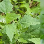 How To Easily Grow Potatoes in Containers Following These 8 Steps